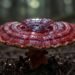Top 5 Health Boosts from Eating Reishi Mushrooms